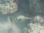 Unter Wasser Ägypten 094.JPG